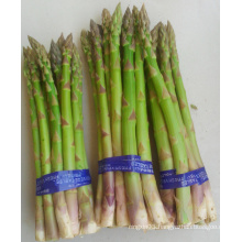 New Crop Top Quality Fresh Asparagus